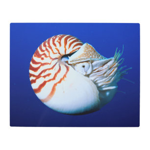 Close-Up Of Chambered Nautilus Metal Print