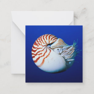 Close-Up Of Chambered Nautilus Note Card