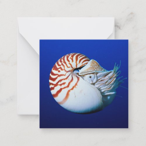 Close_Up Of Chambered Nautilus Note Card