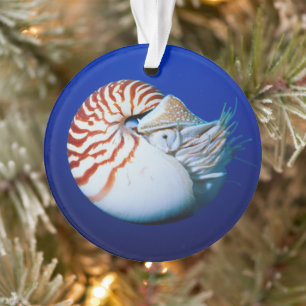 Close-Up Of Chambered Nautilus Ornament