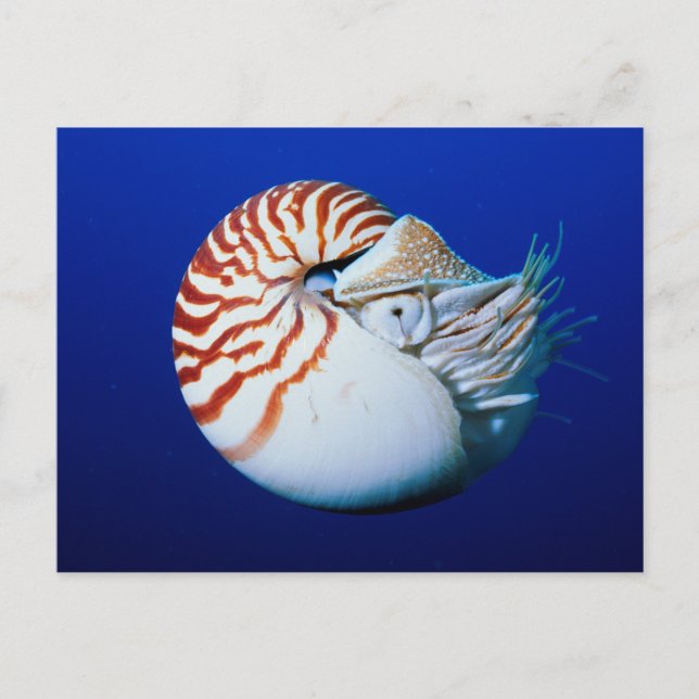 Close-Up Of Chambered Nautilus Postcard (Front)