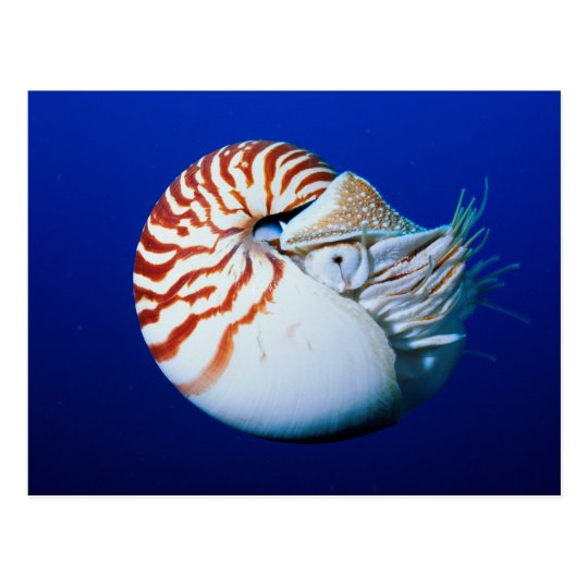Close-Up Of Chambered Nautilus Postcard | Zazzle.com