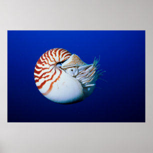 Close-Up Of Chambered Nautilus Poster