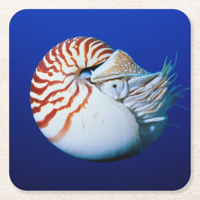 Close-Up Of Chambered Nautilus Square Paper Coaster (Front)