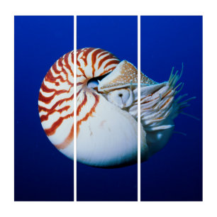 Close-Up Of Chambered Nautilus Triptych