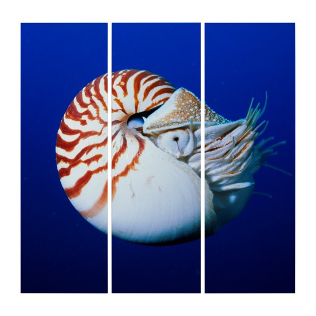 Close-Up Of Chambered Nautilus Triptych (Front)