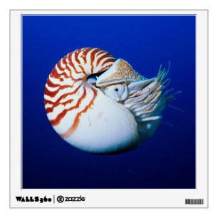 Close-Up Of Chambered Nautilus Wall Decal
