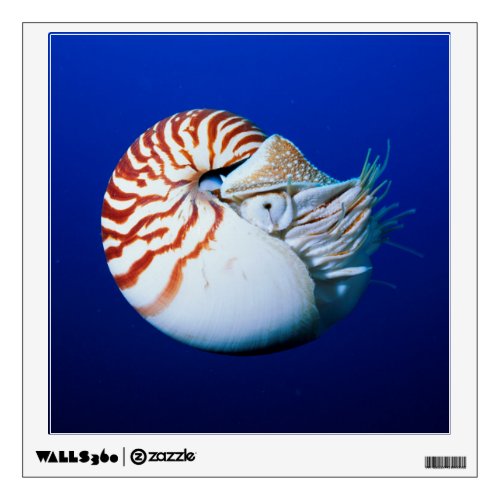 Close_Up Of Chambered Nautilus Wall Decal