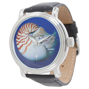 Close-Up Of Chambered Nautilus Watch