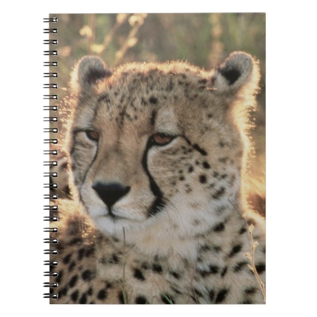 Close-up of Cheetahs Notebook (Front)