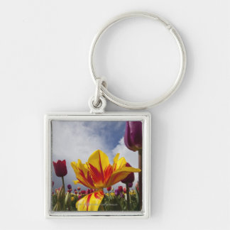 Close Up of Colorful Blooming Tulips In Oregon Keychain