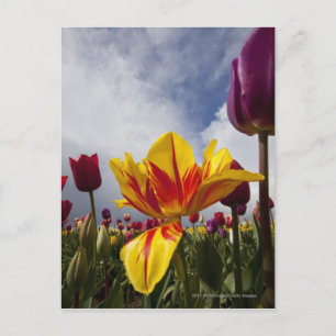 Close Up of Colorful Blooming Tulips In Oregon Postcard
