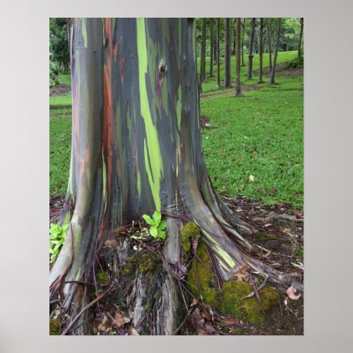 Close_up of colorful eucalyptus tree bark poster