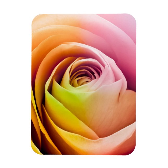 Close up of Colorful Rose Petals Magnet (Vertical)