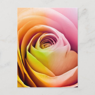 Close up of Colorful Rose Petals Postcard