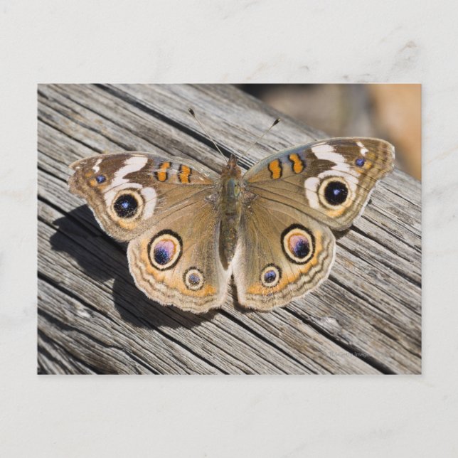 Close up of common buckeye butterfly (Junonia Postcard (Front)