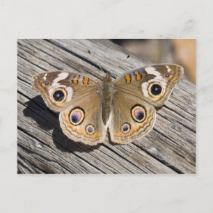 Close up of common buckeye butterfly (Junonia Postcard
