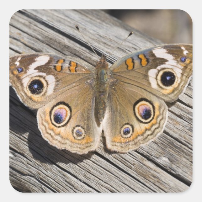 Close up of common buckeye butterfly (Junonia Square Sticker (Front)