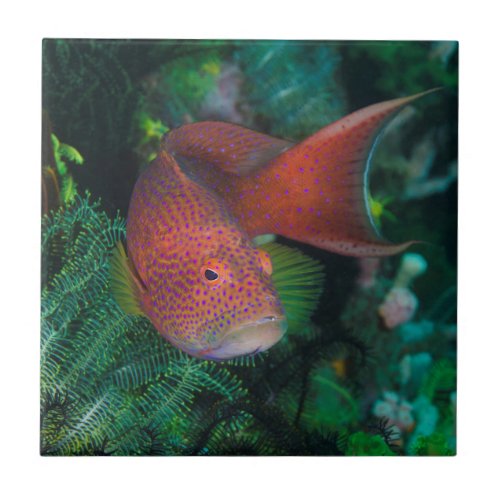 Close_up of Coral Trout Ceramic Tile