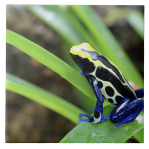 Close-up of Costa Rican Cobalt Dyeing Dart Frog Ceramic Tile