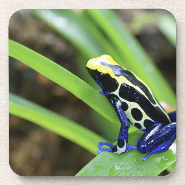 Close-up of Costa Rican Cobalt Dyeing Dart Frog Coaster (Front)
