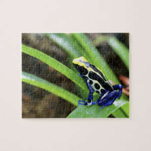 Close-up of Costa Rican Cobalt Dyeing Dart Frog Jigsaw Puzzle