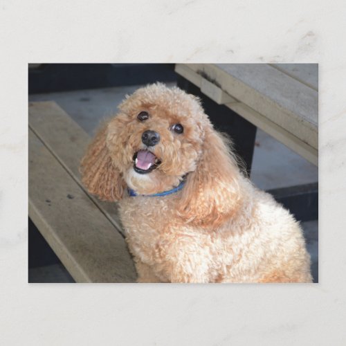 Close Up of Cute Cockapoo Dog Smiling at Camera Postcard