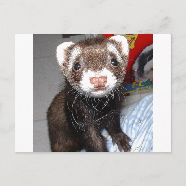 Close-Up of Cute Ferret With White Marks on Nose,1 Postcard (Front)