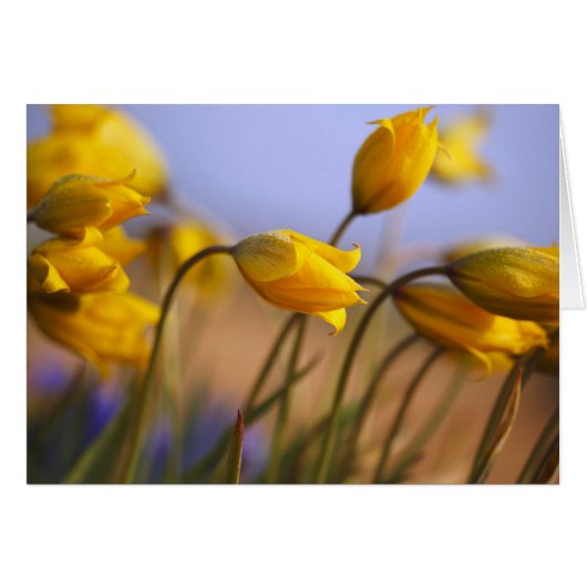 Close-up of daffodils cards (Front Horizontal)