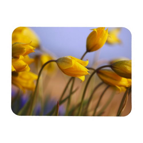 Close_up of daffodils magnet