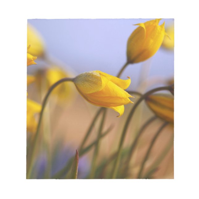 Close-up of daffodils notepad (Front)