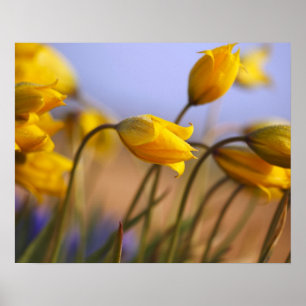 Close-up of daffodils poster