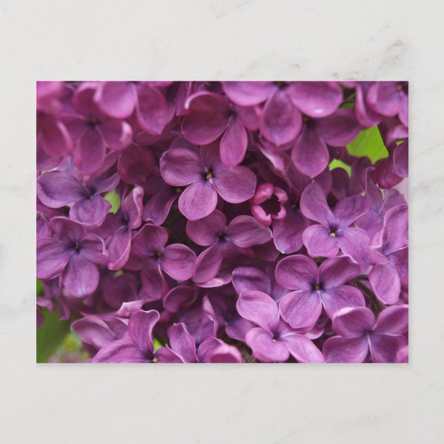 close up of dark purple lilac postcard (Front)