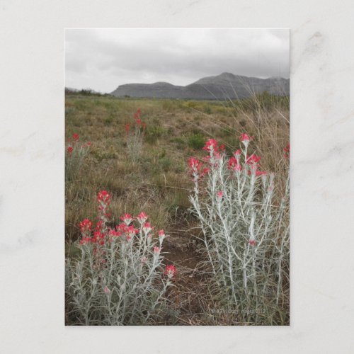 Close_up of Desert Plants Del Rio Texas USA Postcard