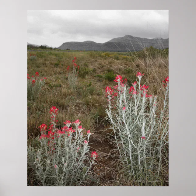 Close-up of Desert Plants, Del Rio, Texas, USA Poster | Zazzle