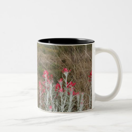 Close_up of Desert Plants Del Rio Texas USA Two_Tone Coffee Mug