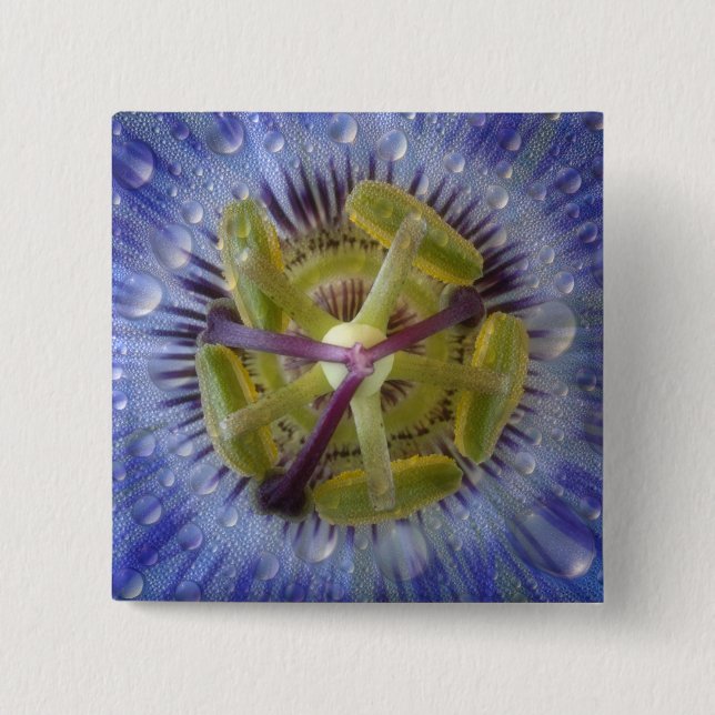 Close-up of dewy passion flower. Credit as: Don Button (Front)