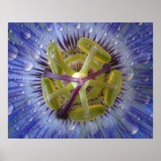 Close-up of dewy passion flower. Credit as: Don Poster (Front)