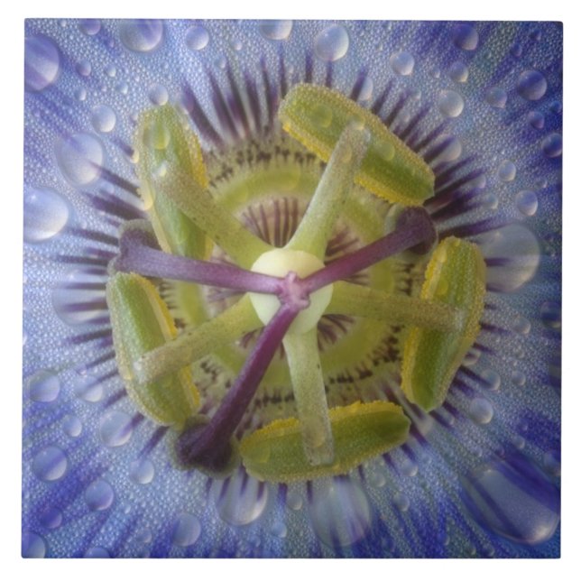 Close-up of dewy passion flower. Credit as: Don Tile (Front)