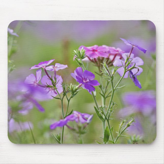 Close-up of Drummond Phlox, Phlox drummondi, 2 Mouse Pad (Front)