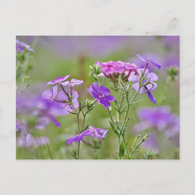Close-up of Drummond Phlox, Phlox drummondi, 2 Postcard (Front)