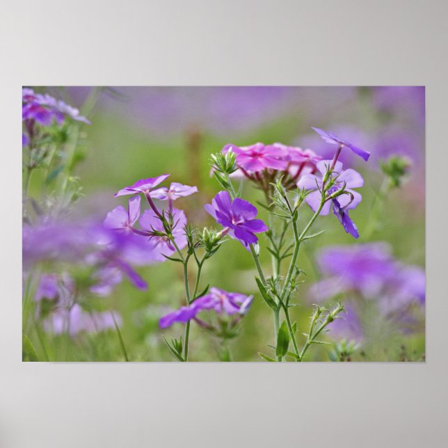 Close-up of Drummond Phlox, Phlox drummondi, 2 Poster (Front)