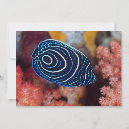 Close_up of Emperor Angelfish Card
