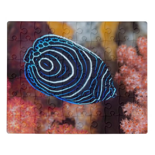Close_up of Emperor Angelfish Jigsaw Puzzle
