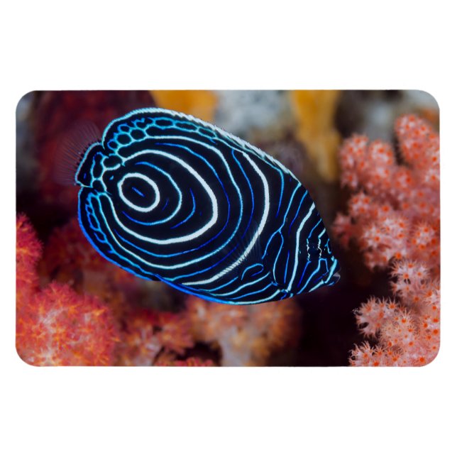Close-up of Emperor Angelfish Magnet (Horizontal)
