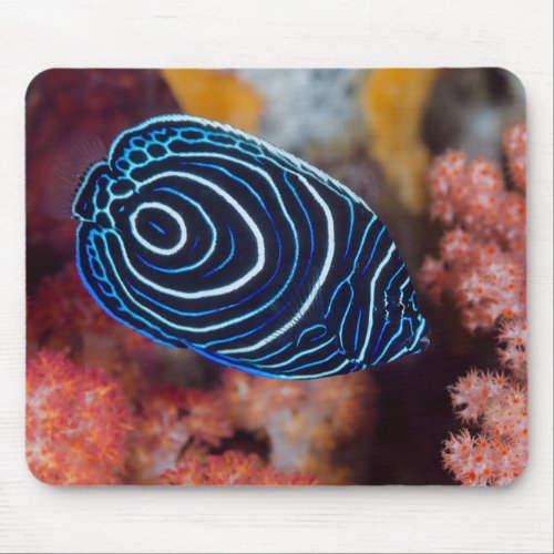 Close_up of Emperor Angelfish Mouse Pad