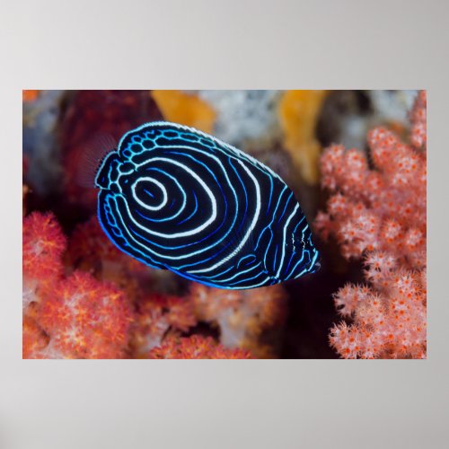 Close_up of Emperor Angelfish Poster