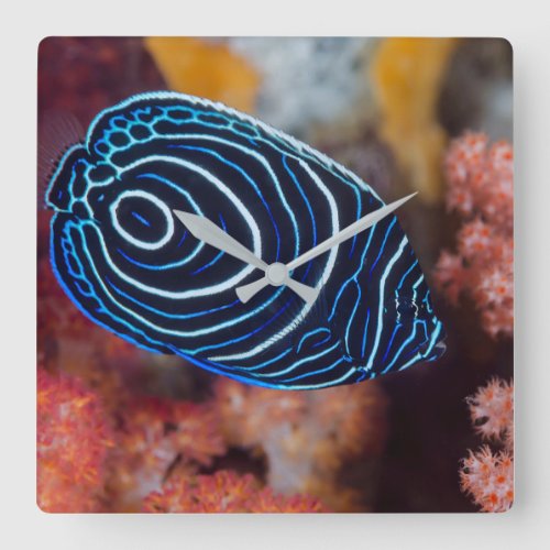 Close_up of Emperor Angelfish Square Wall Clock
