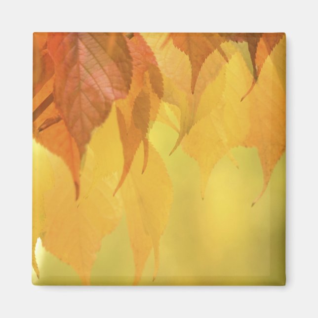Close-up of Fall Leaves on a Branch Magnet (Front)