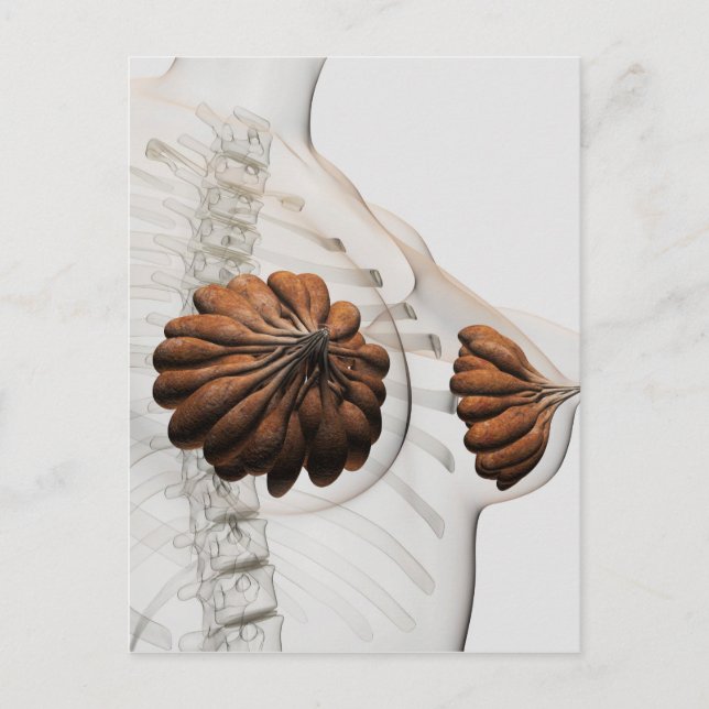 Close-Up Of  Female Mammary Glands Postcard (Front)
